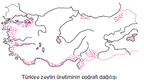 zeytinin_cografi_dagilisi