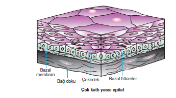 Çok_Katli_Yassi_Epitel