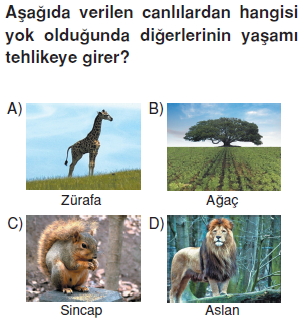 İnsanvecevrecözümlütest1012