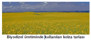 _Biyodizel_uretiminde_kullanilan_kolza_tarlasi