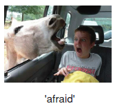 afraid