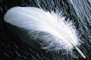 feathers