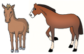 horses