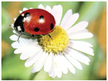 ladybird