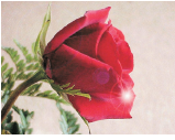 red_rose