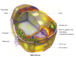bitki hücresi