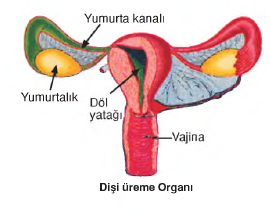 dişi ürüme organı