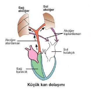 dolaşım sistemi