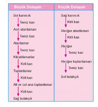 dolaşım sistemi