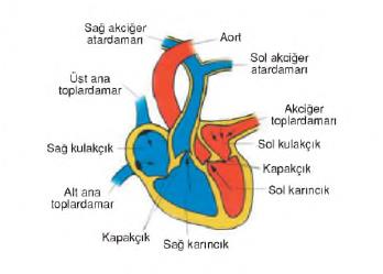 dolaşım sistemi