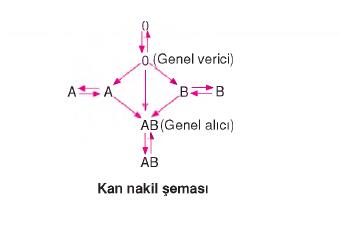 dolaşım sistemi