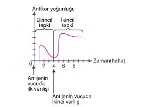 dolaşım sistemi