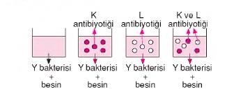 dolaşım sistemi