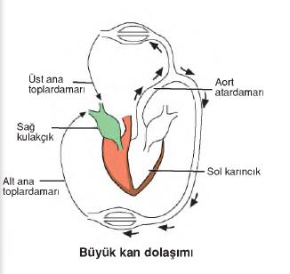 dolaşım sistemi