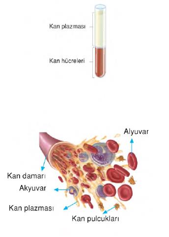 dolaşım sistemi