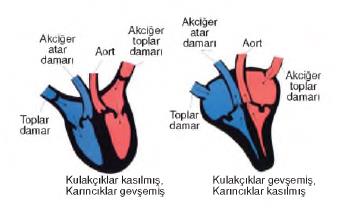 dolaşım sistemi