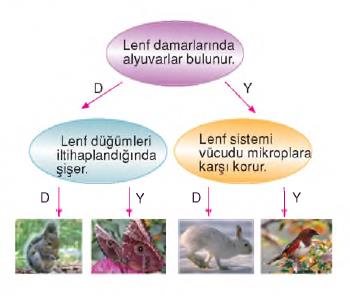 dolaşım sistemi