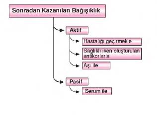 dolaşım sistemi