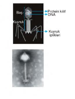 dolaşım sistemi