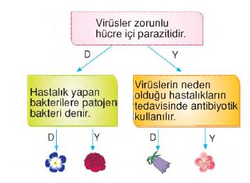 dolaşım sistemi