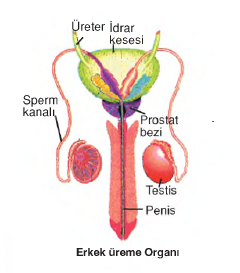 erkek üreme organı