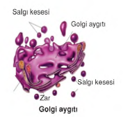 golgi aygıtı