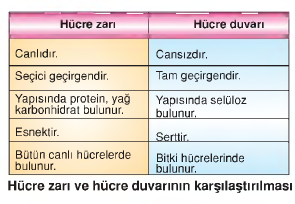 hücre zarı ve hücre duvarının karşılaştırılması