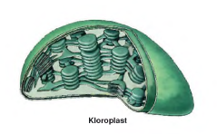 kloroplast