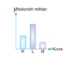 mitokondri miktarı.hücre