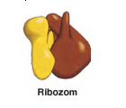 ribozom