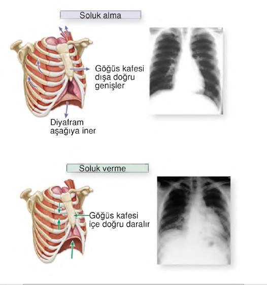 solunum sistemi.png