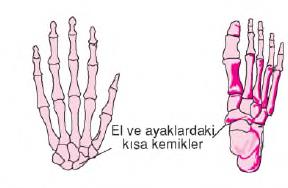 vücudumuzda sistemler