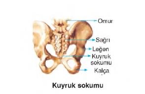 vücudumuzdaki sistemler