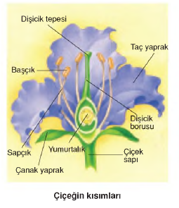 çiçeğin kısımları