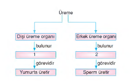 şablon