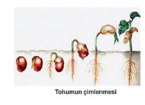 şekil