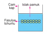 şekil