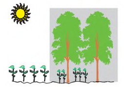 şekil