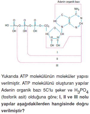 Canlilarin-yapisinda-bulunan-temel-bilesikler-23