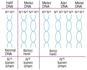 Canlilarin-yapisinda-bulunan-temel-bilesikler-26