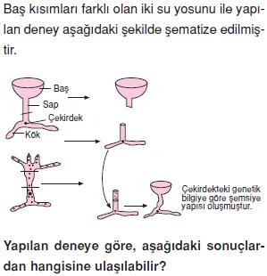 Canliligin-temel-birimi-hucre-19