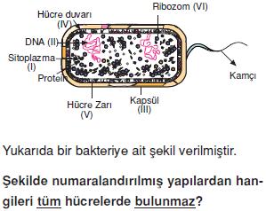 Canliligin-temel-birimi-hucre-21