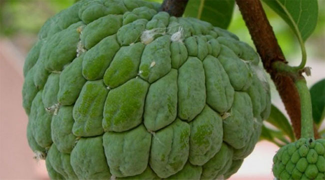 seker-almasi-meyvesi