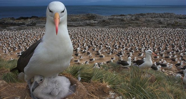 albatros-kuslari