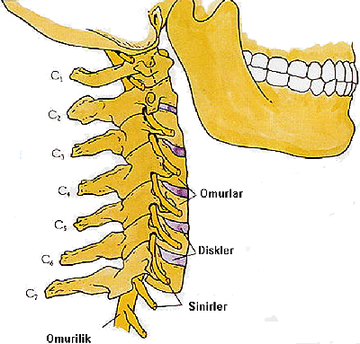 boyun-yapisi