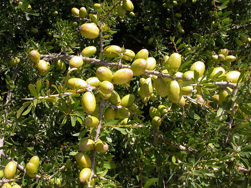 argan-agaci