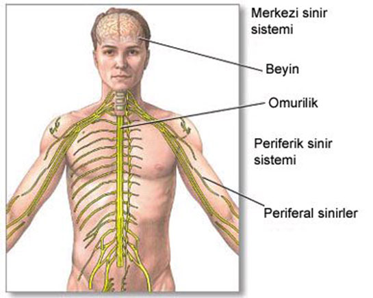 sinir-sistemi