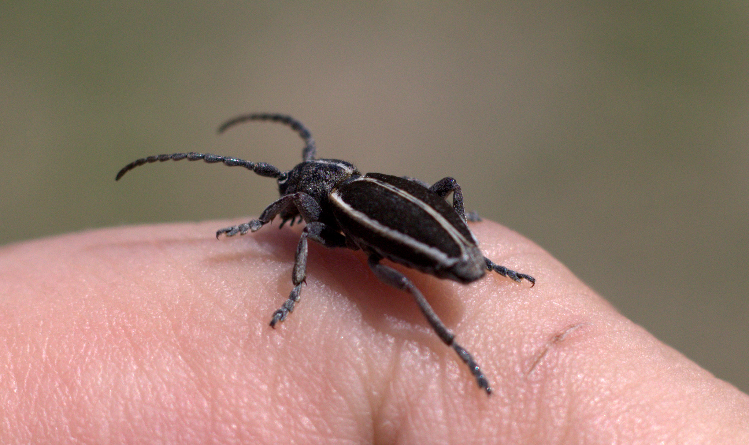 vucutta-bocek-gezmesi